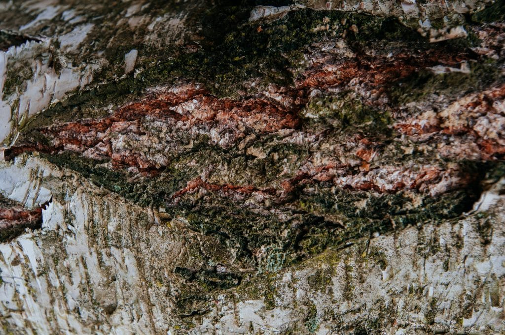 bouche run trou dans un tronc d'arbre précautions