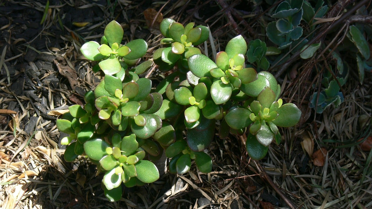 Arbre de jade succulente