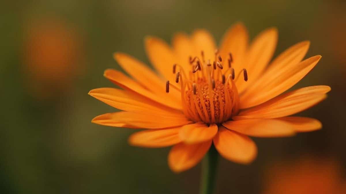 Gros plan sur une fleur de couleur orange vif contre un fond flou.