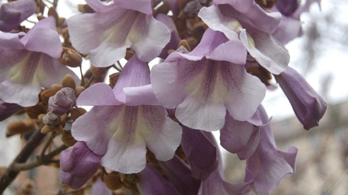 paulownia