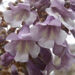 paulownia