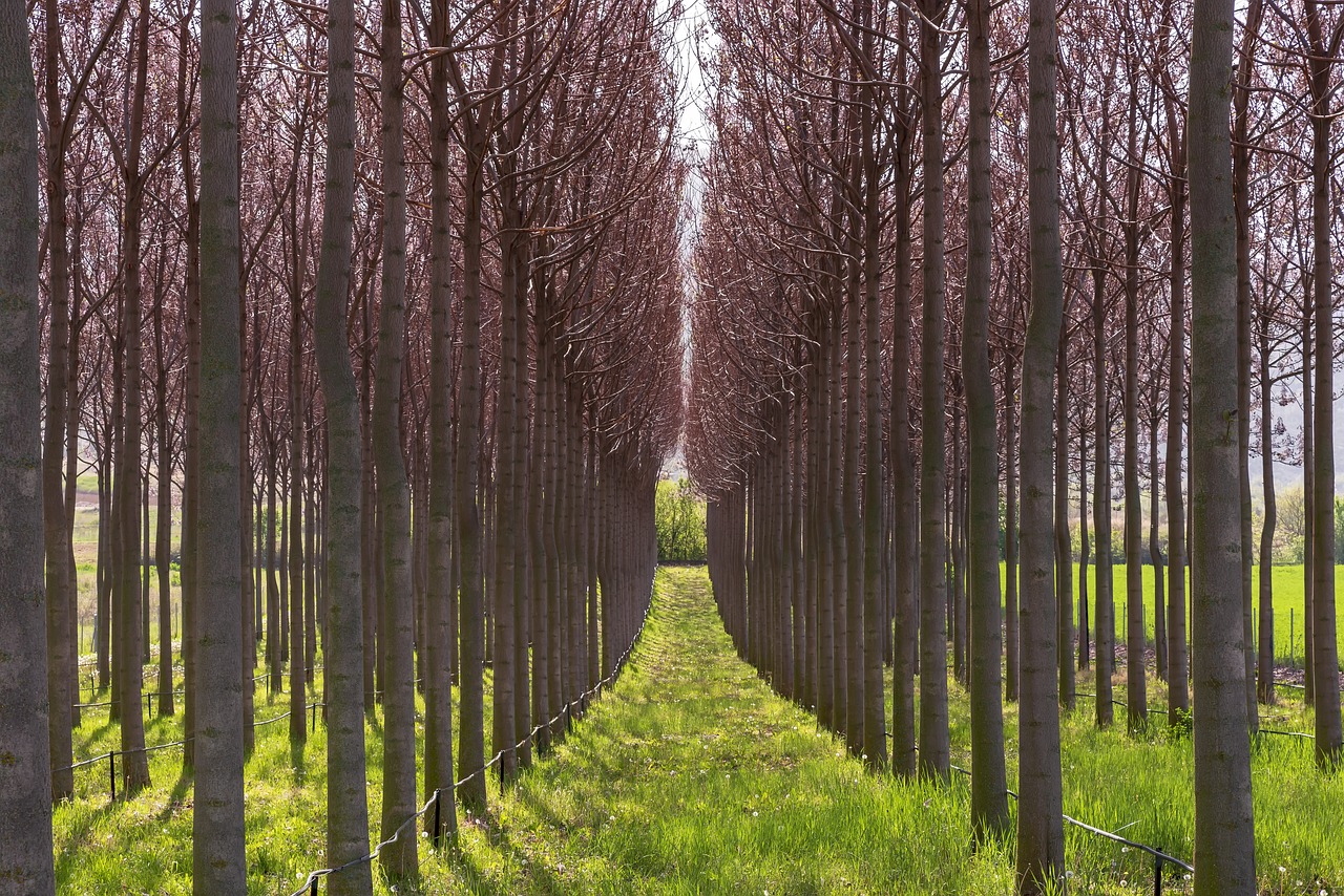 paulownia symetrie